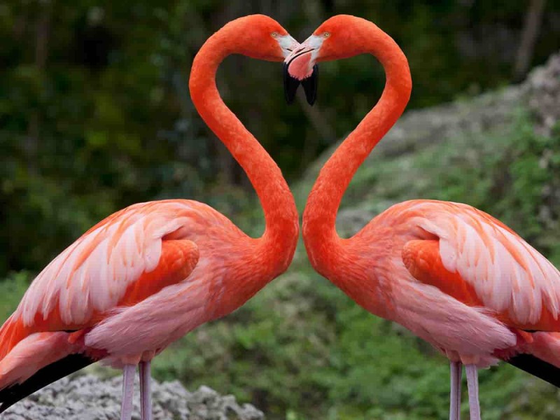 NATURE'S MASTERPIECE AT LAKE NAKURU- WHERE WILDLIFE AND BEAUTY MEET IN  PERFECT HARMONY.