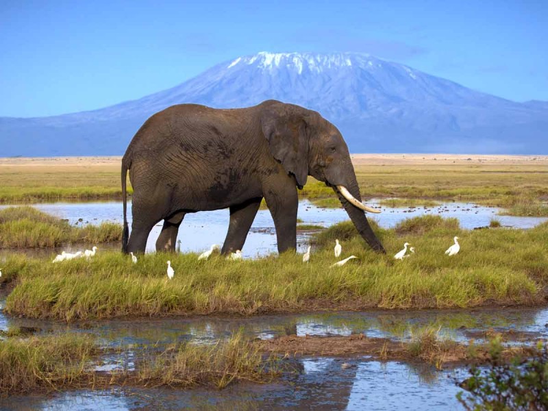 AMBOSELI NATIONAL PARK- WHERE WILDLIFE MEETS THE MAJESTIC BACKDROP OF MOUNT KILIMANJARO, A TRUE AFRICAN PARADISE.