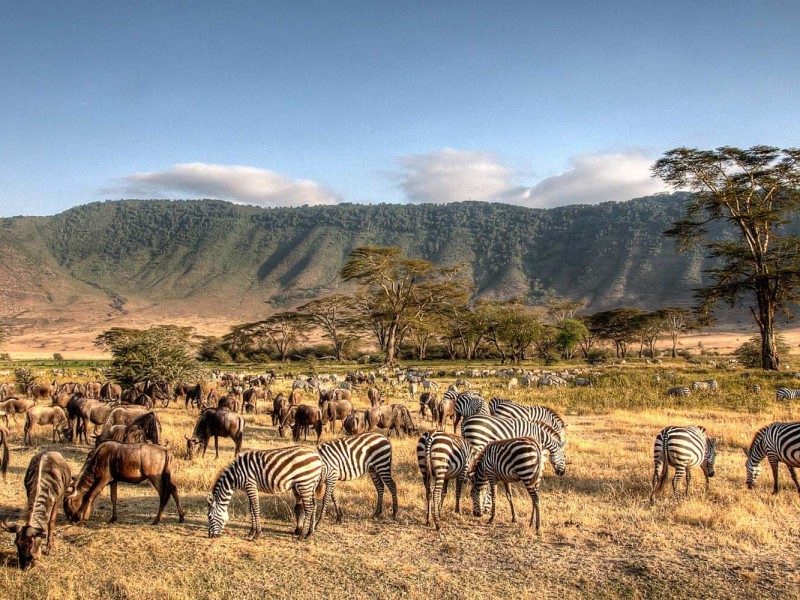 6 Days, 5 Nights Serengeti, Ngorongoro and Tarangire Safari Package