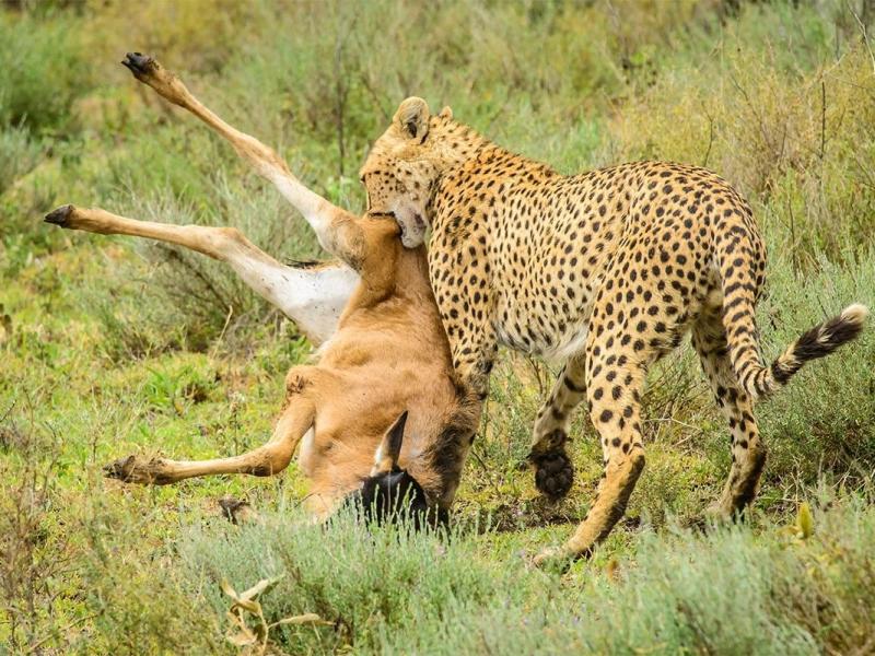 4 Days, 3 Nights Serengeti National Park starting from Isebania