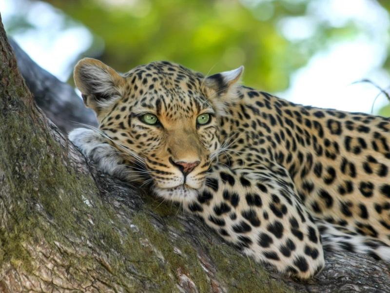 5 Days, 4 Nights Nairobi, Masai Mara and Lake Nakuru x Naivasha Safari Package - Midrange